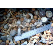 IQF frozen market prices for mushroom mixed mushroom